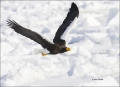 Stellers-Sea-Eagle;Sea-Eagle;Eagle;Flight;Stellers-Sea-Eagle;Haliaeetus-pelagicu